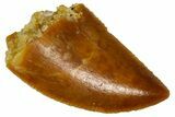 Serrated Raptor Tooth - Real Dinosaur Tooth #361056-1